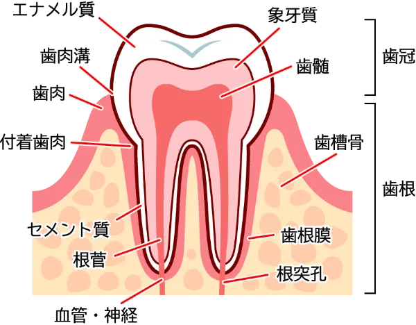 歯の根の治療（根管治療）とは